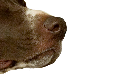 Dog Odour/Smell Free Zone